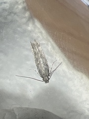 Scrobipalpa ocellatella