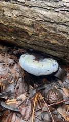 Lactarius indigo