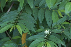 Grewia serrulata