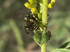 Ceropales maculata