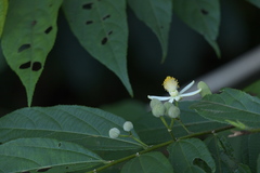 Grewia serrulata