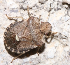 Dyroderes umbraculatus