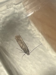 Scrobipalpa ocellatella