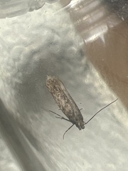 Scrobipalpa ocellatella