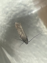 Scrobipalpa ocellatella