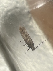 Scrobipalpa ocellatella