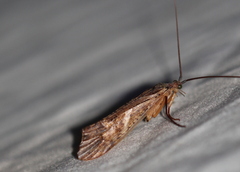 Nemotaulius hostilis