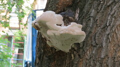 Phellinus igniarius