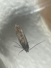 Scrobipalpa ocellatella