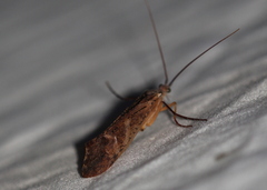 Nemotaulius hostilis