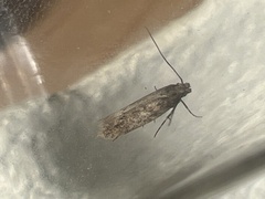 Scrobipalpa ocellatella