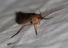 Nemotaulius hostilis