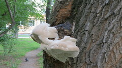 Phellinus igniarius