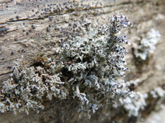 Stereocaulon dactylophyllum