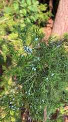 Juniperus virginiana
