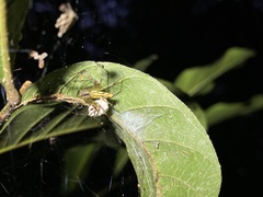 Peucetia rubrolineata