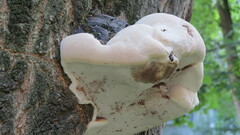 Phellinus igniarius