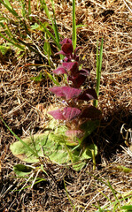 Ajuga pyramidalis