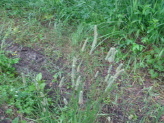 Phleum pratense nodosum