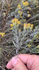 Galatella villosa