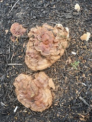 Ganoderma