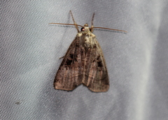Xestia normanianus