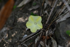 Camonea vitifolia
