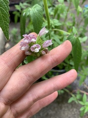 Lamiaceae