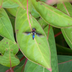 Ocyptamus dimidiatus