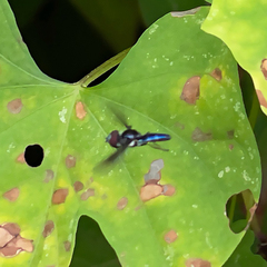 Ocyptamus dimidiatus
