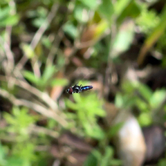 Ocyptamus dimidiatus