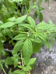Lamiaceae