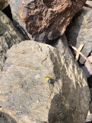 Lycomorpha pholus