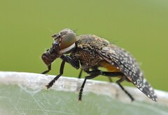 Platystoma seminationis