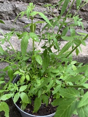 Lamiaceae