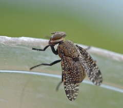 Platystoma seminationis