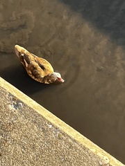 Cairina moschata domestica