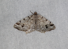Macaria pinistrobata