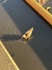 Cairina moschata domestica