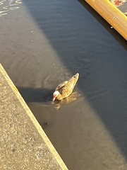 Cairina moschata domestica