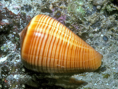 Conus figulinus