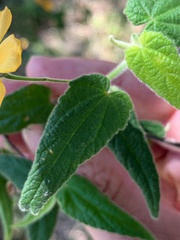 Abutilon oxycarpum