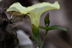 Camonea vitifolia