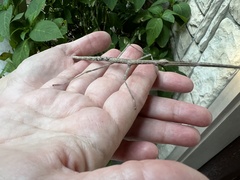 Megaphasma denticrus