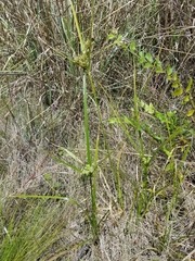 Cyperus acuminatus