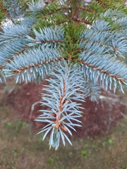 Picea pungens