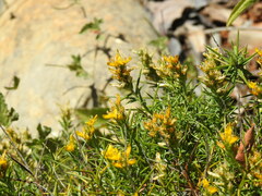 Genista hirsuta