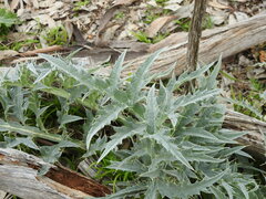 Cynara cardunculus