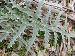 Cynara cardunculus