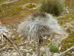 Cynara cardunculus